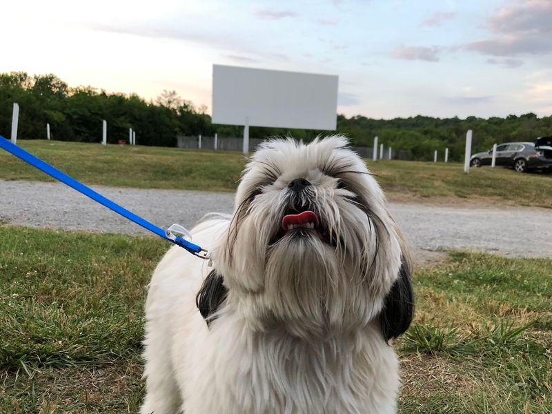 The Field Atmosphere: Kids, Dogs And Neighbors In Lawn Chairs