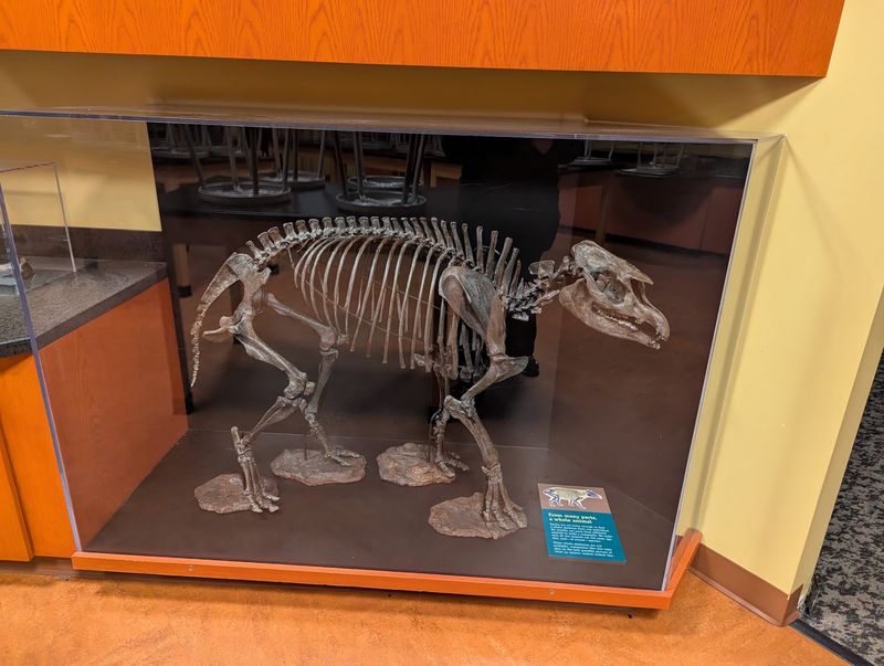 The Only Fully Known Fossil Red Panda In The Americas