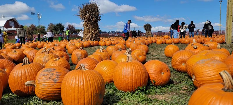 Hay Bale Rides and the Pumpkin Patch