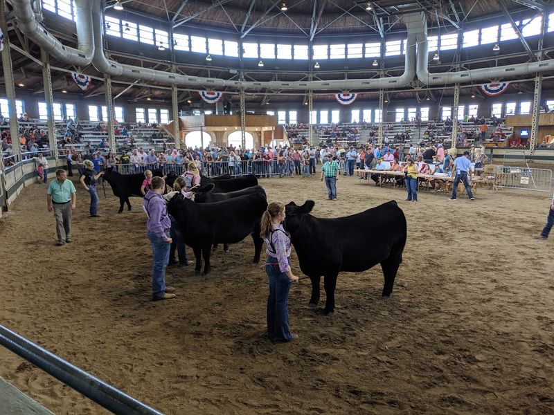 Barns Full Of Blue Ribbon Livestock