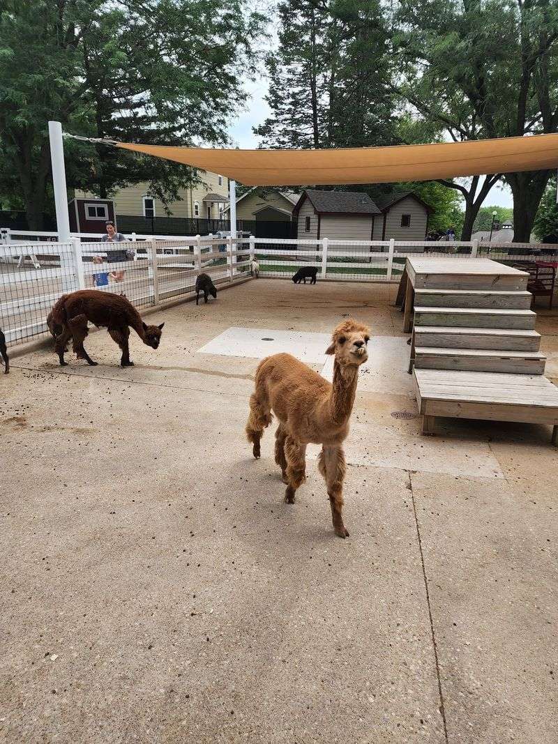 Goats, Chickens And A Feed Cup Worth Three Dollars And Fifty Cents