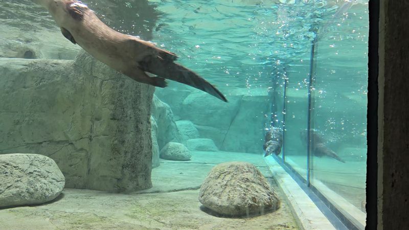 Otters, Trout And The Appalachian Cove Forest