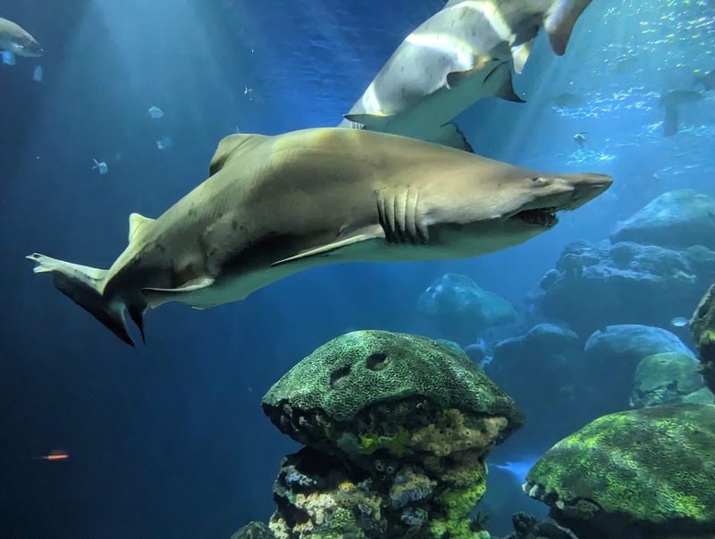Ocean Journey And Its Saltwater Residents