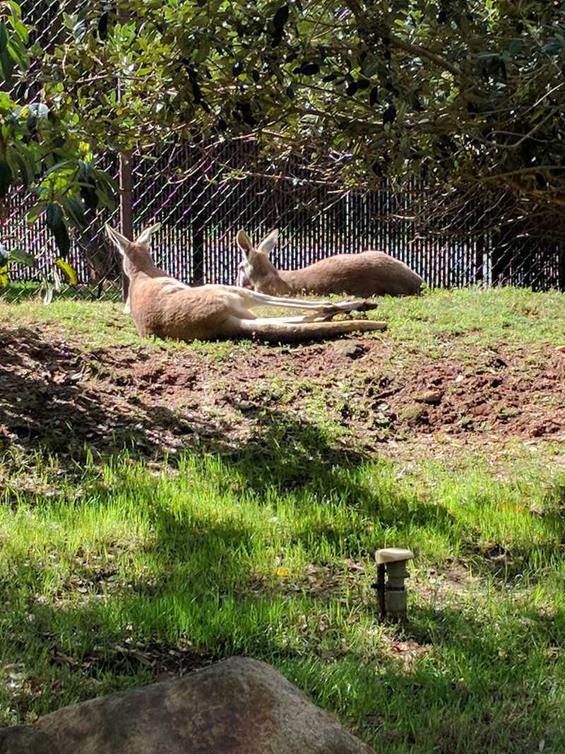 Giraffes, Kangaroos, And Hands-On Fun
