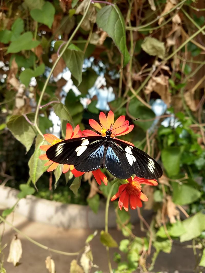 Color-Your-Own Butterflies on a Giant Screen