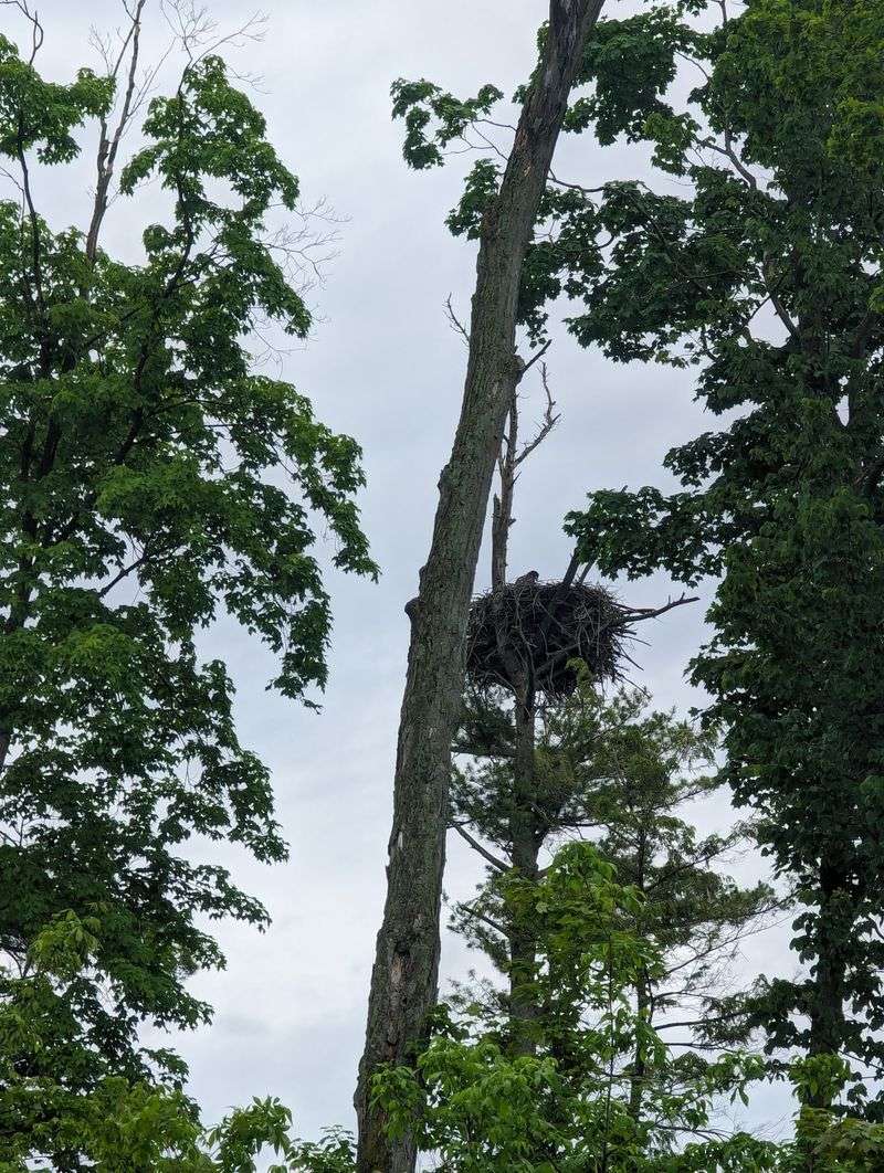 Wildlife, Wildflowers, And Eagle Sightings