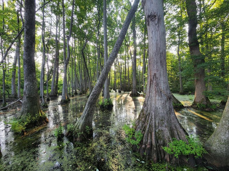 Cypress Swamp