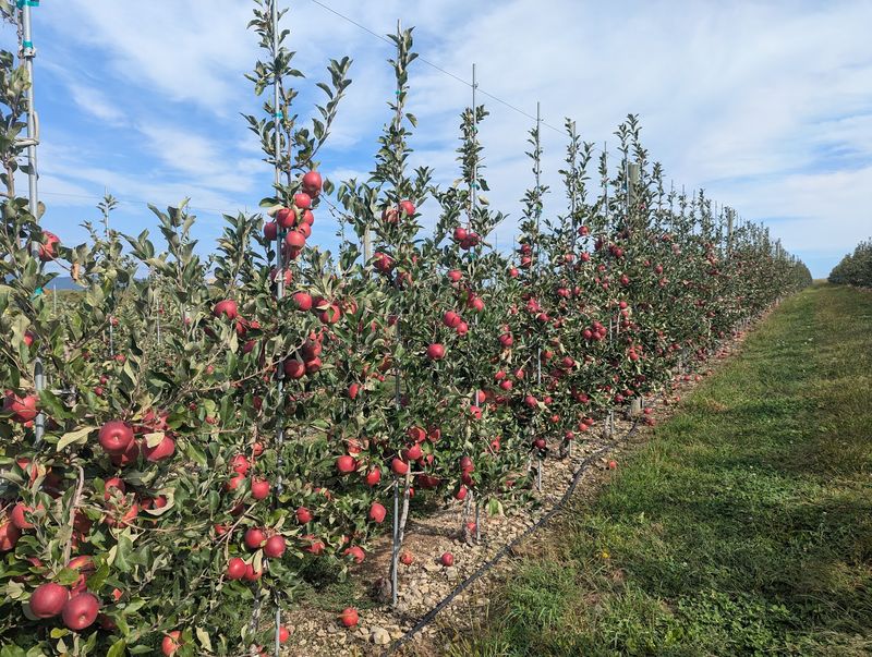 Picking Apples Right Off The Branch