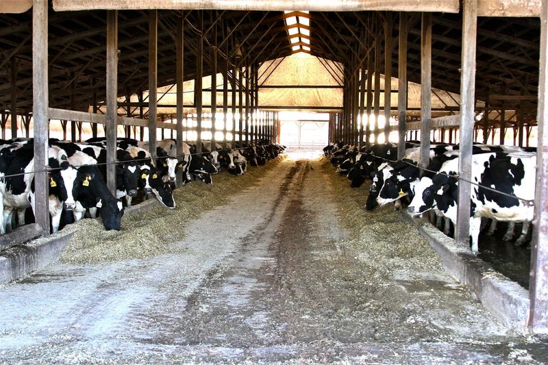 The Guided Tour And Meeting The Herd