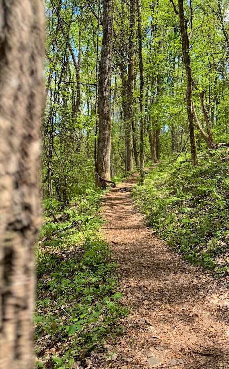 Climbing To The Overlooks At Buffalo Mountain Park