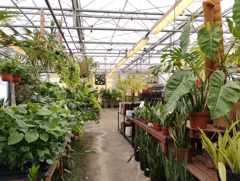 Rare Tropical Plants Worth Bragging About