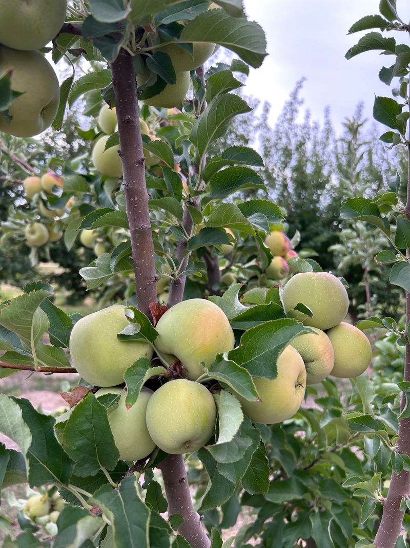 Apples Worth Reaching For