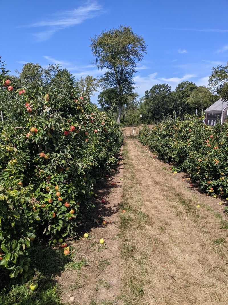 Pick Your Own Apples, Berries, And More
