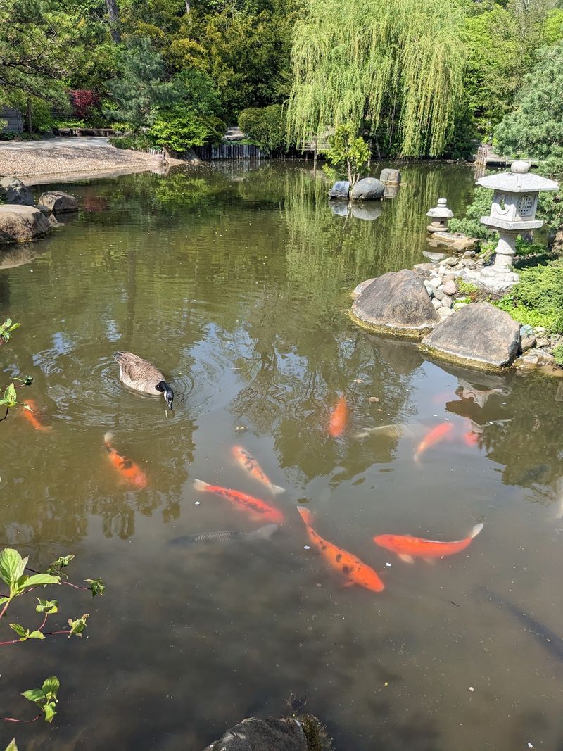 Koi Feeding at the Pond's Edge