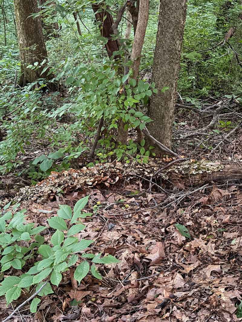 Berries, Leaf Litter, And Small Wonders