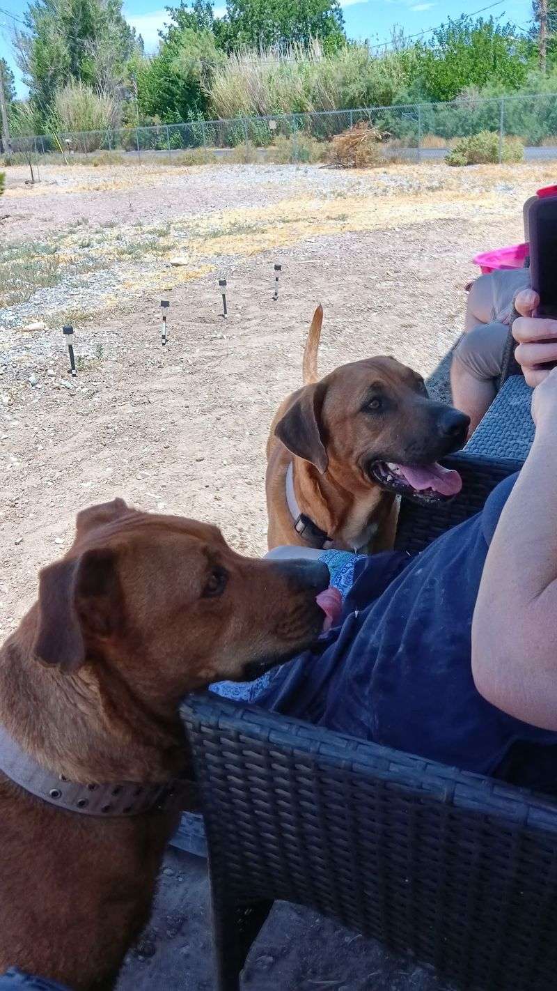 Never Forgotten Animal Society, Pahrump