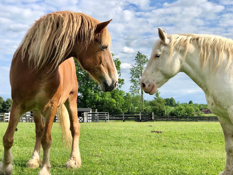 Equine Advocates Inc, Valatie, NY
