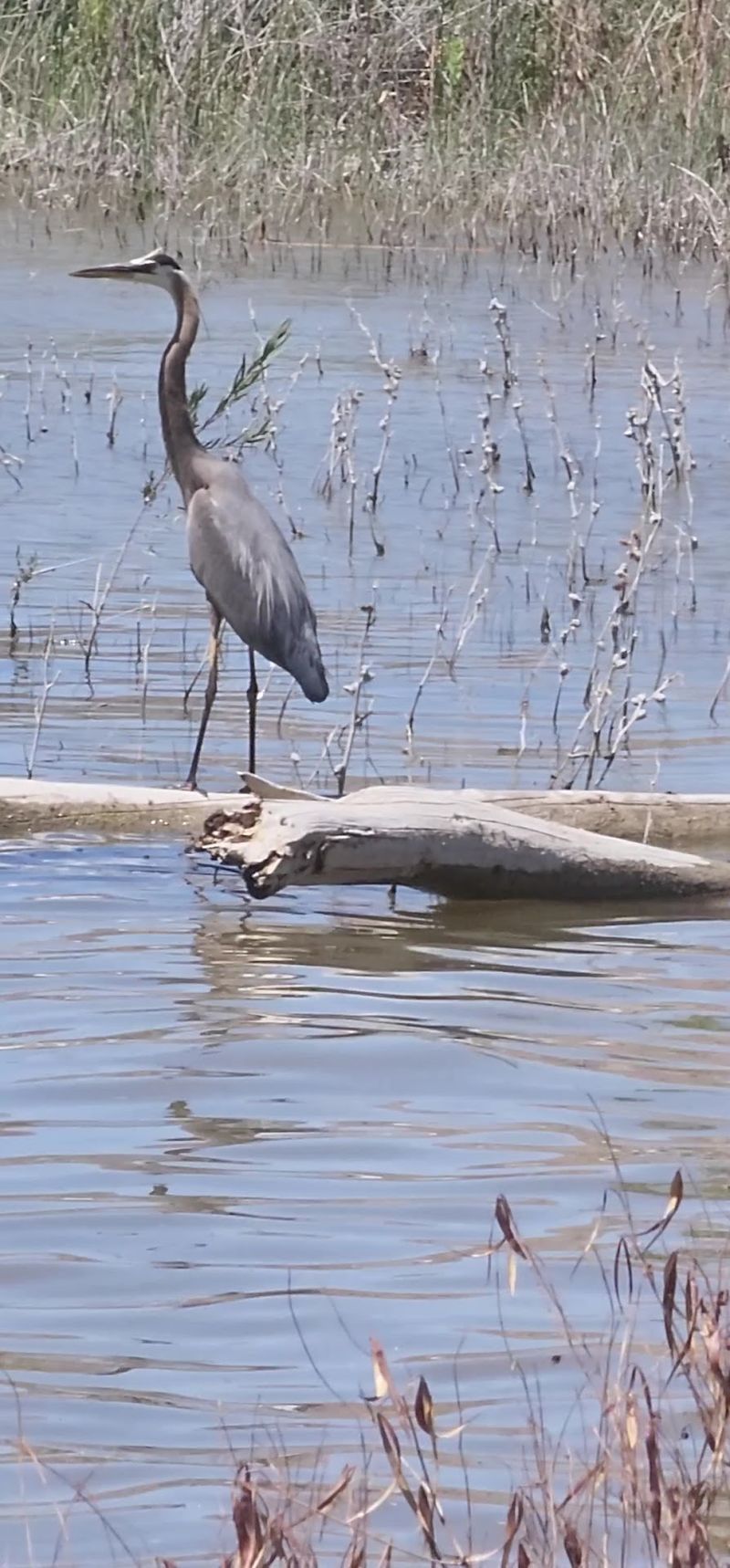 More Than 260 Bird Species and a Few Surprises