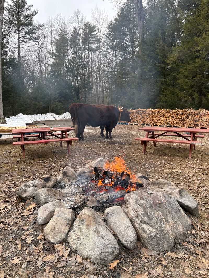 Maple Syrup Season And Pancakes To Match