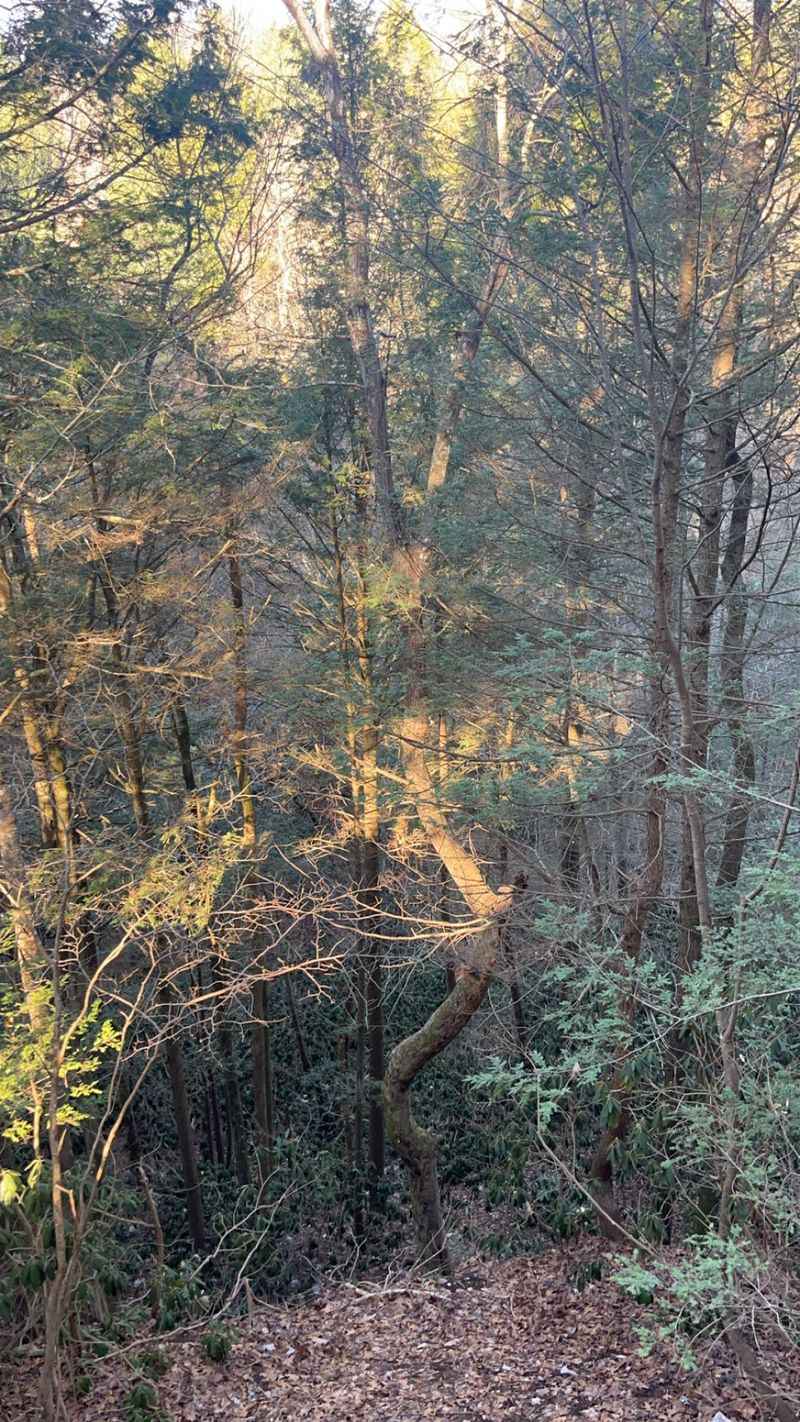Treetop Views And A Swinging Bed