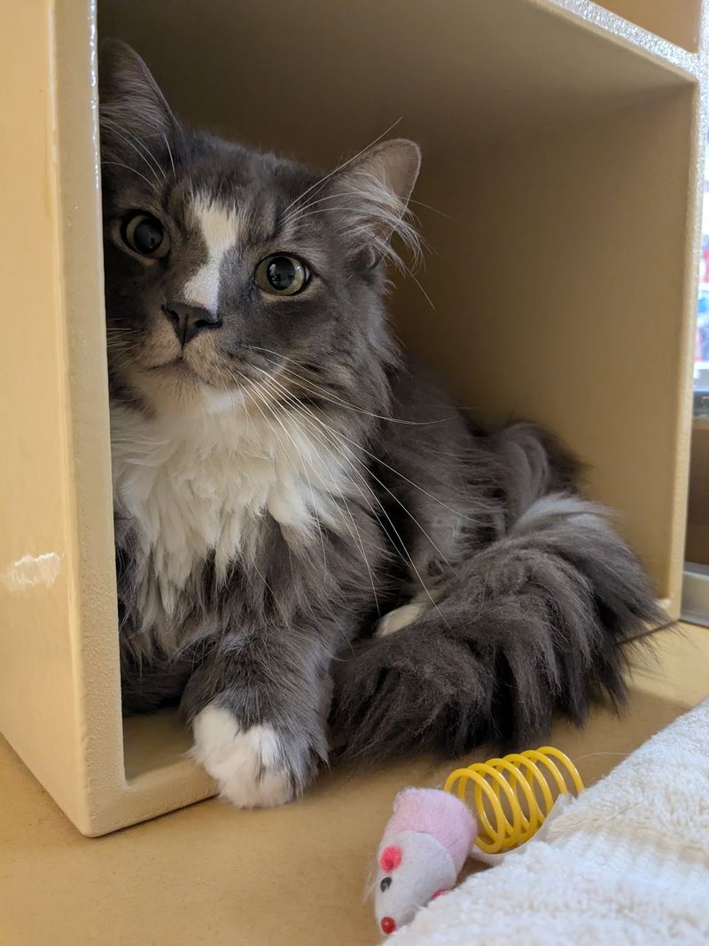 Broken Tail Rescue Cat Adoption Center