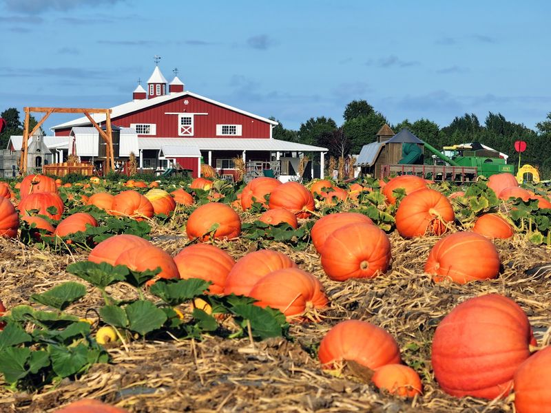 Pumpkin Fields Where Vines Still Cling