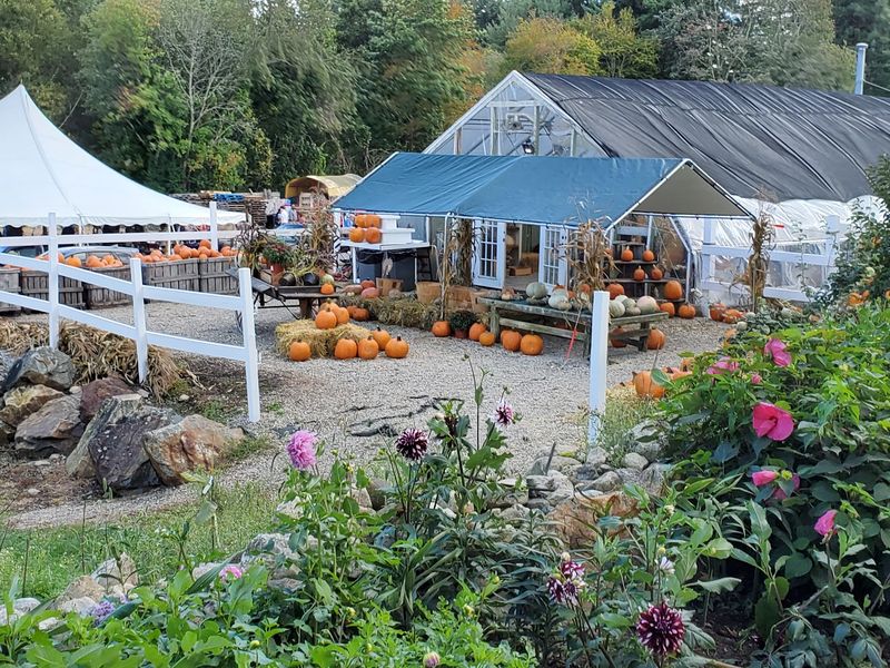 Antique Orchards Hold Rare Apples