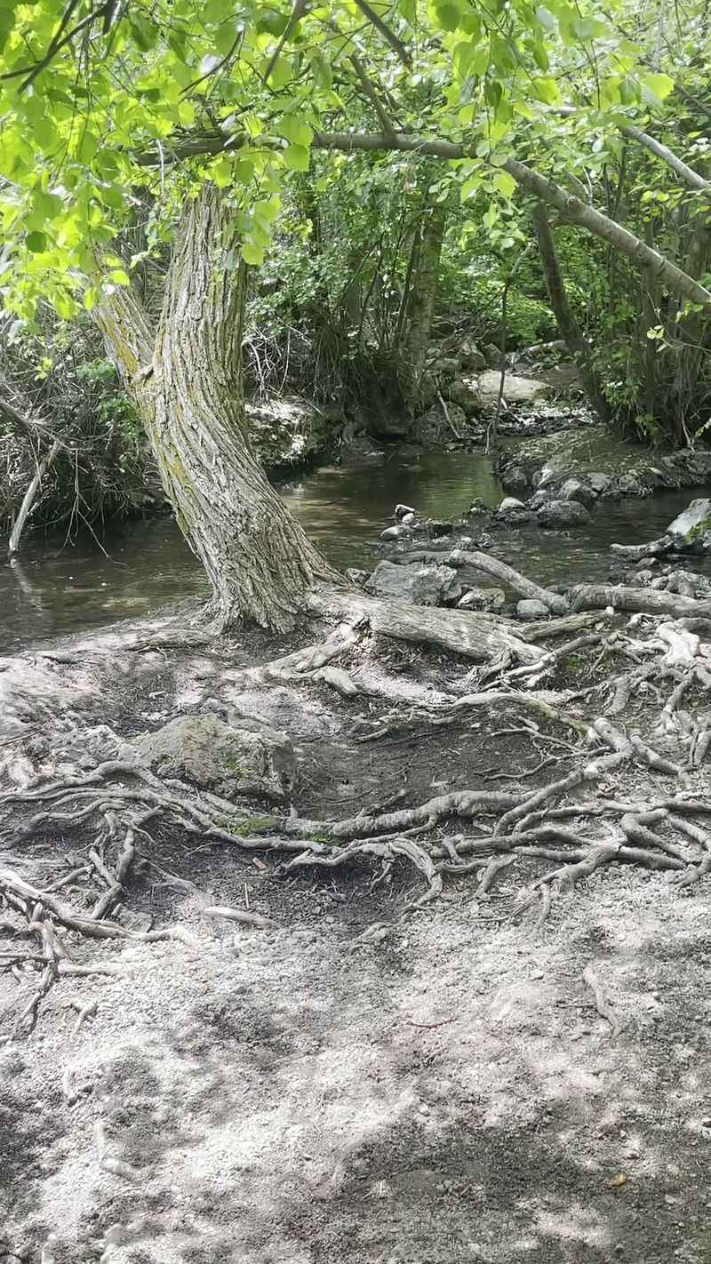 Flora And Fauna Along The Waterfall Path