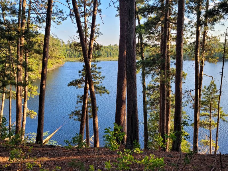 Wildlife Observation Tips And Best Times