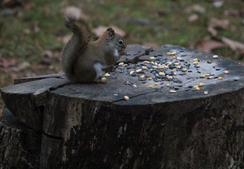 Wildlife Encounters In Forest Surroundings