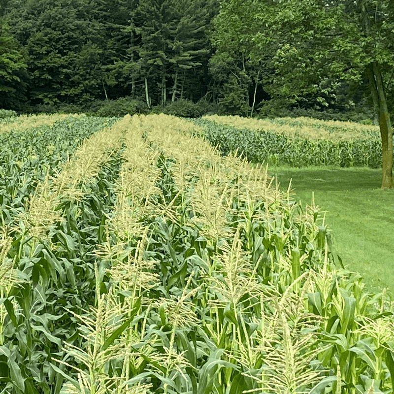 Scenic Countryside Views Around Every Bend