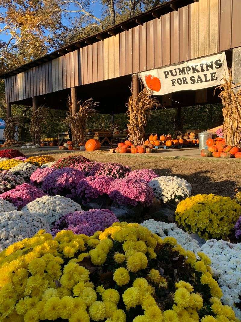 Pumpkins In Every Shape You Can Imagine