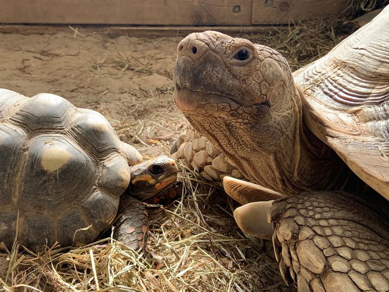 Turtles, Tortoises, And Other Slow-Moving Celebrities