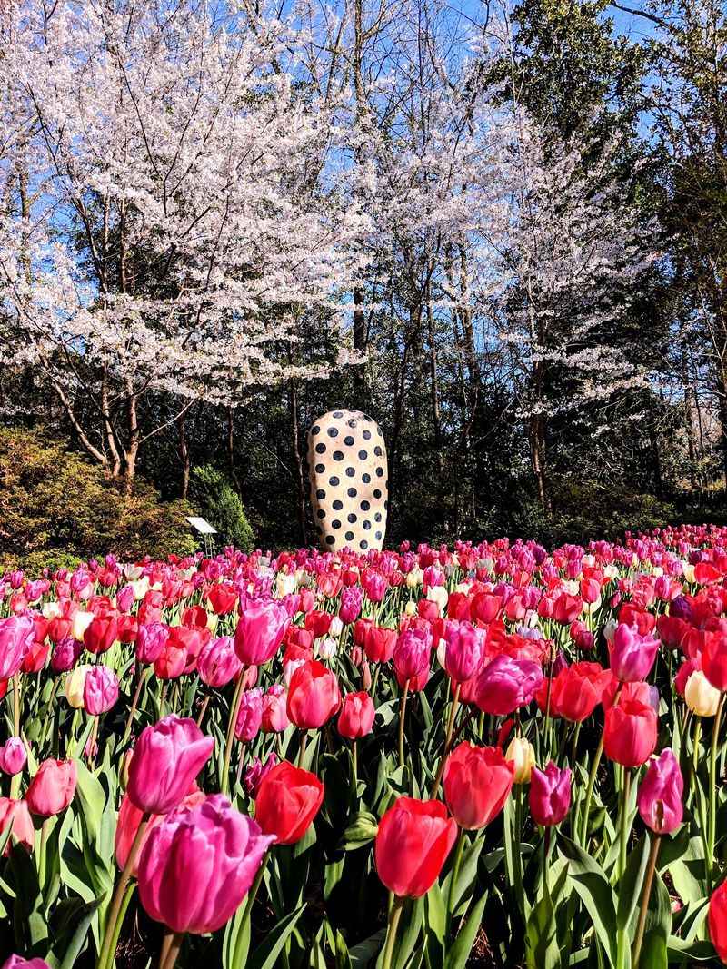 Tulips By The Hundreds Of Thousands