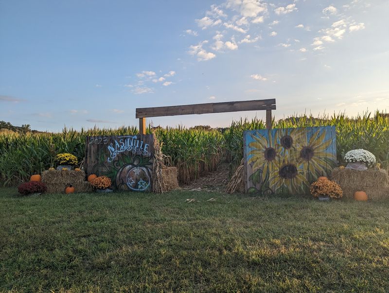 Getting Happily Turned Around In The Hillside Corn Maze