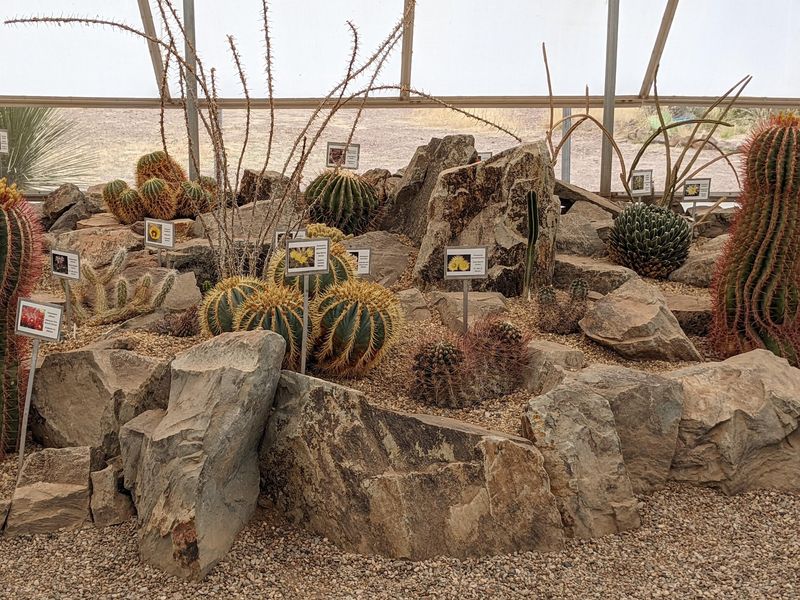 Desert Plants With Serious Attitude