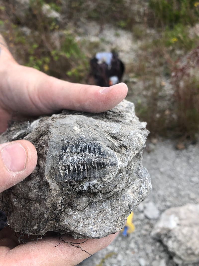 Brachiopods, Horn Coral, and the Trilobite Everyone Wants
