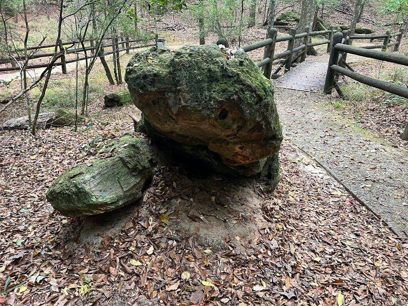 Mississippi Petrified Forest, Flora, MS