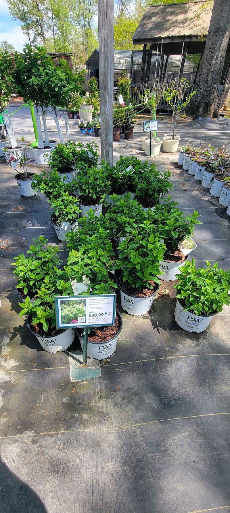 Trees And Shrubs Worth Circling Twice
