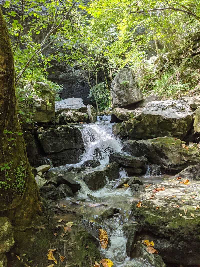 Rare Plants, Deep Forest, And Cave Wildlife