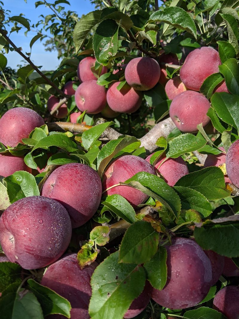 Harvest Moon Farm And Orchard, Where Hardscrabble Road Pays Off