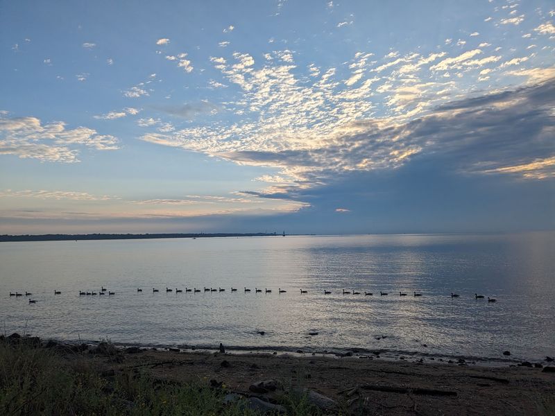 Feathered Friends Along The Shore