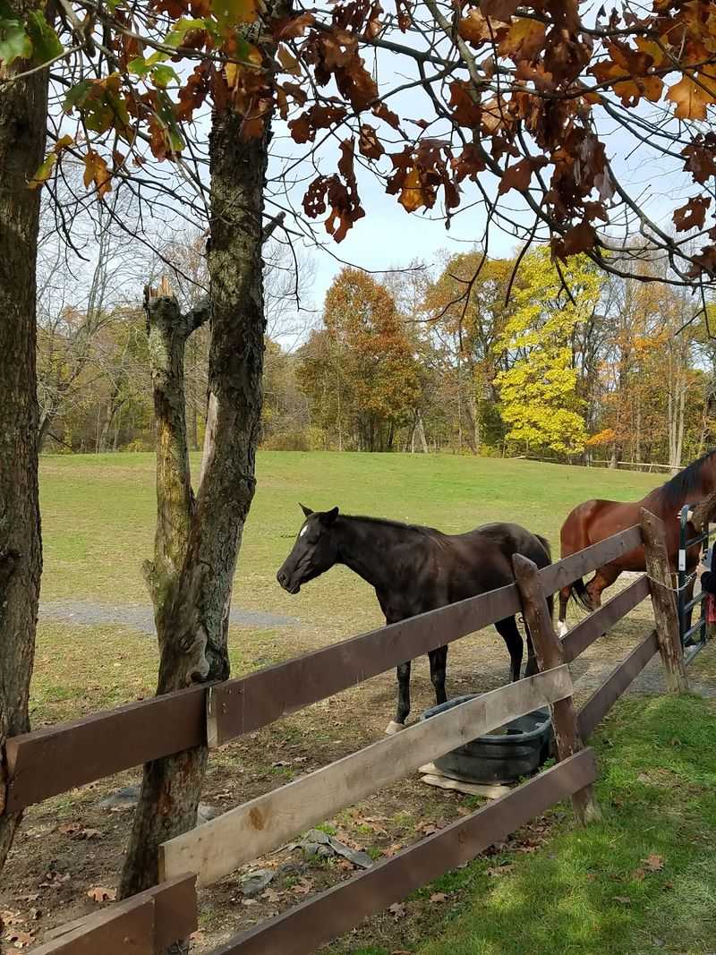 Autumn Turns The Pastures Golden