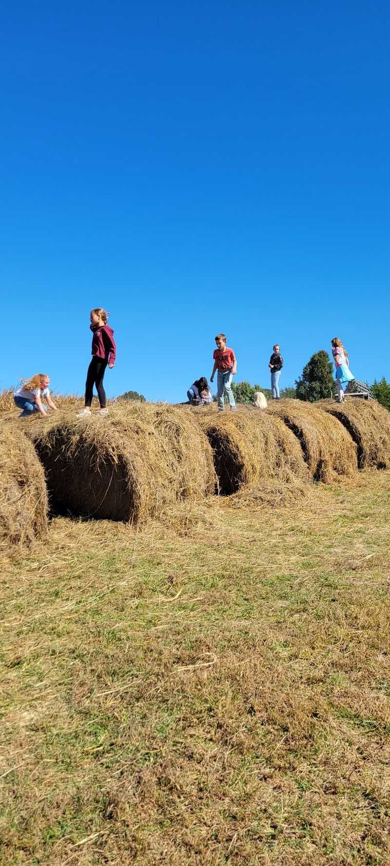 Mazes, Hayrides, And The Slow Pleasures Of A Farm Afternoon