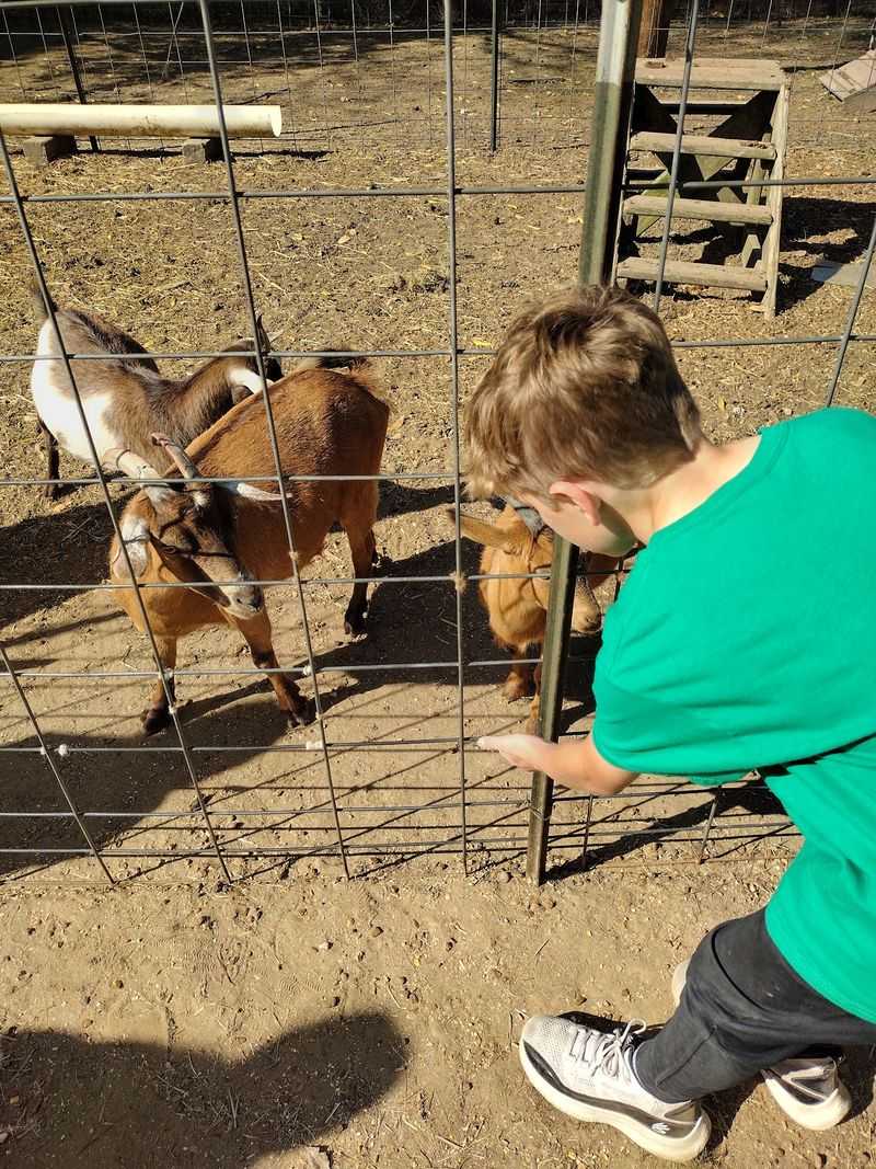 Goats, Ponies And The Petting Barn