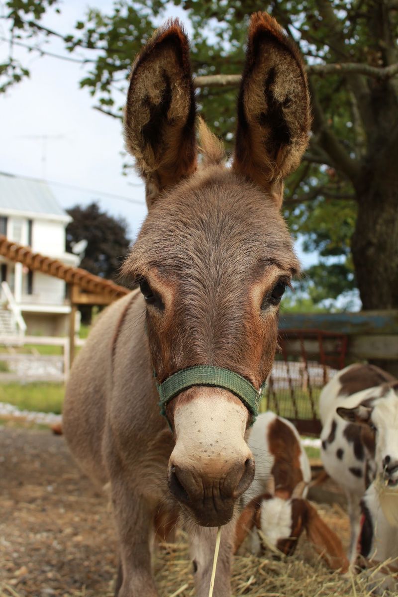 Donkeys, Emus And Unexpected Faces