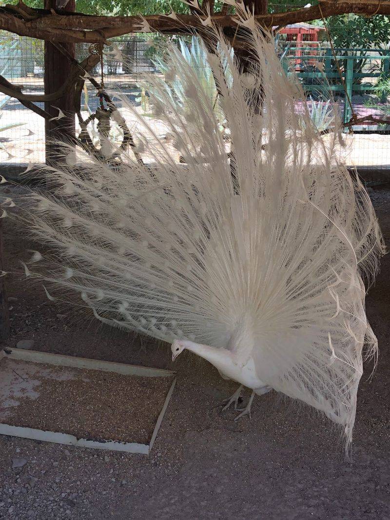 Peacocks, Ostriches And Other Showoffs