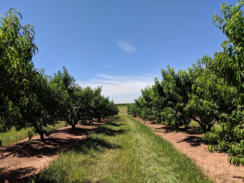 Rows And Rows Of Apples
