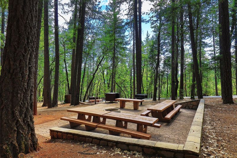 Campgrounds Beneath Tall Pines