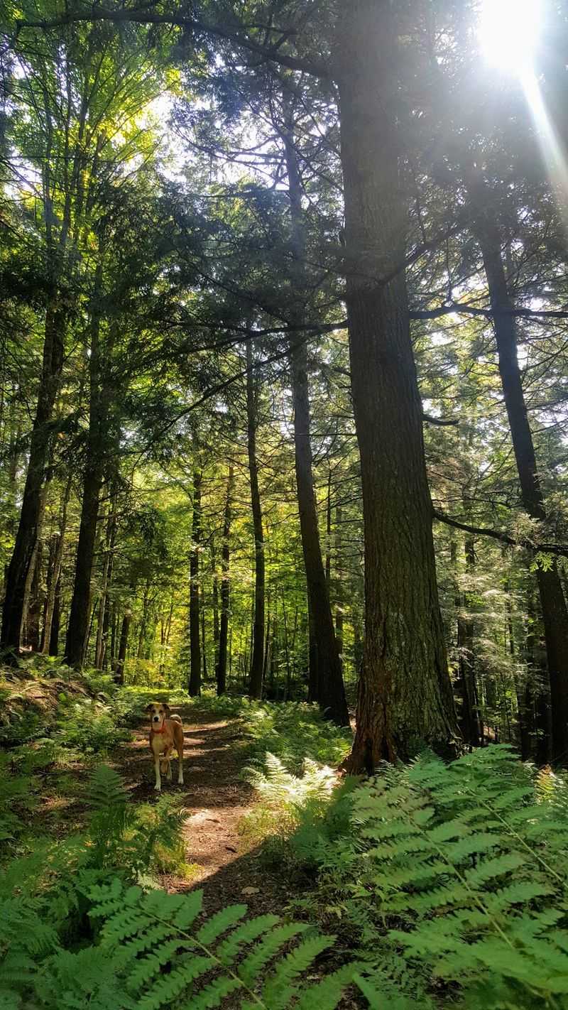 Why This Northwoods Trail Deserves A Spot On Your List